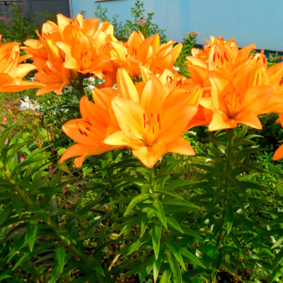 Лилия Регентс Парк (1шт)