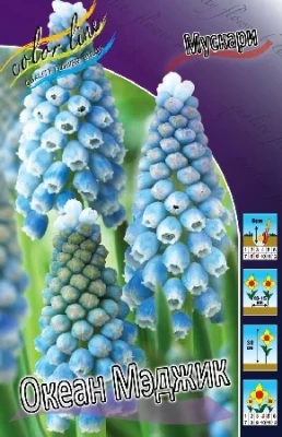 Мускари Океан Мэджик (10шт) 2615