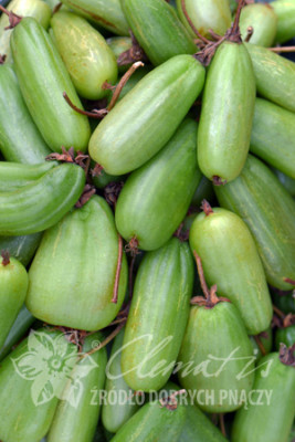 Актинидия коломикта Витакола 5698