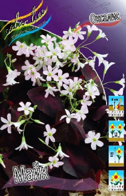 Оксалис (кислица) Майк (5шт)