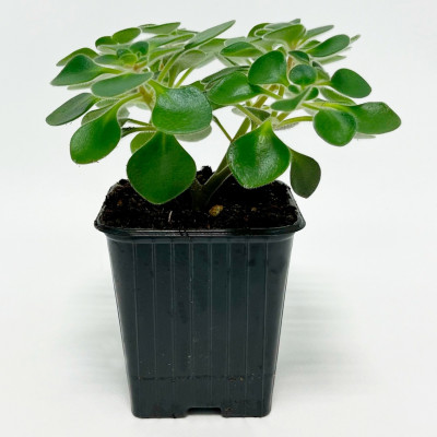  Аихризон (5)