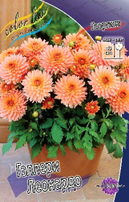 Георгина Геллери Леонардо (1шт) 3968