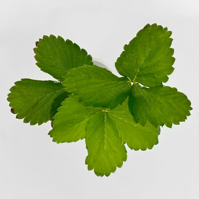 Клубника ОПЕРА рассада (2)