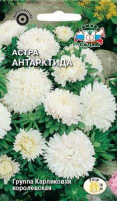 Астра Антарктида (карликовая, белая)