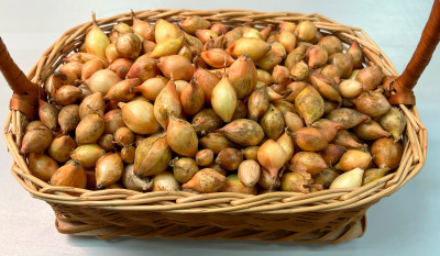 лук Севок Шекспир 10-21 Голландия