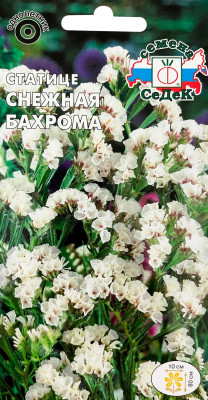 Статице Снежная бахрома (вид: выемчатый, белый)