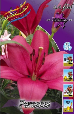 Лилия Ренессе (1шт) 1498