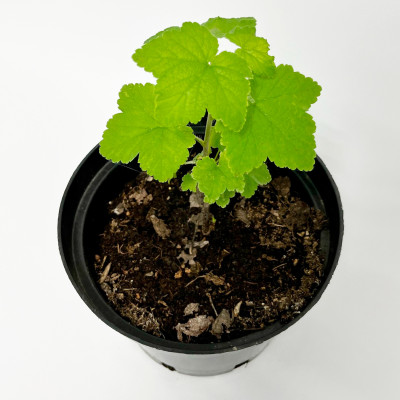 Смородина красная Ролан (4)