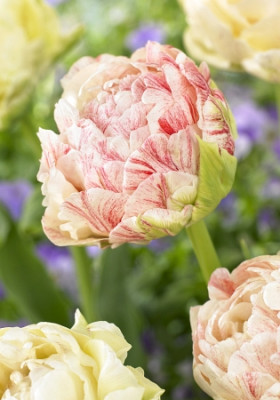 Тюльпан Писте (1шт) 8951