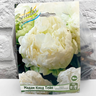 Пион МАДАМ КЛОД ТЕЙН