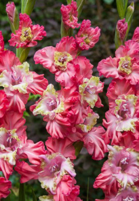 Гладиолус Брокен Херт Фриззл (1шт) 5899