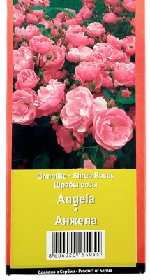 Роза шраб АНЖЕЛА ANGELA (2)