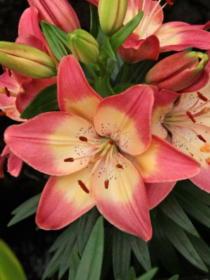 Лилия Тайни Дансер (1шт) 4459