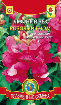 Львиный зев Розовый гном карликов.