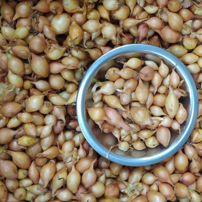 лук Севок Центурион Голландия