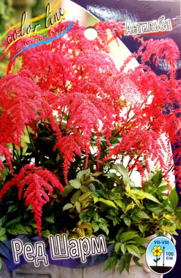Астильба Ред Шарм (1шт) 2486