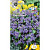 Незабудка альпийская Виктория сиреневая