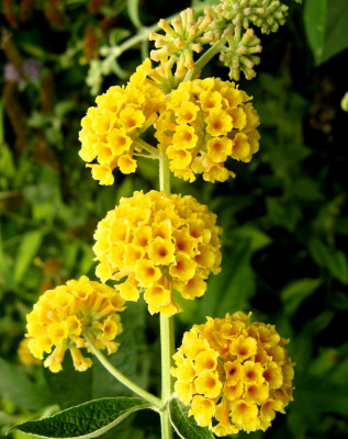 Буддлея вейера Сангольд