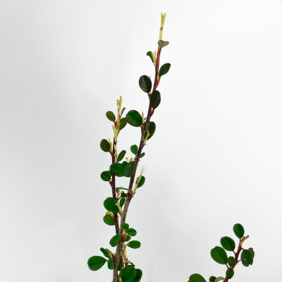 Кизильник Стрейбс Файндлинг (2)