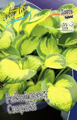 Хоста Рейнфорест Санрайз (1шт)
