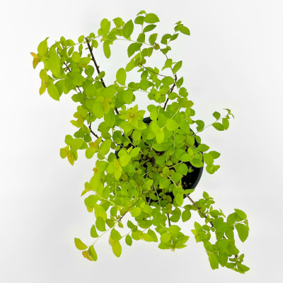 Спирея Зен Спирит Карамель (Zen Spirit Caramel) 2