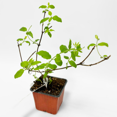 Кольквиция ПИНК КЛАУД 