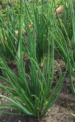 лук Севок многосемейный