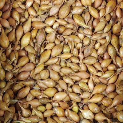 лук Севок Коррадо Голландия