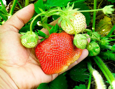 Земляника (Клубника) Камрад победитель в стаканчике