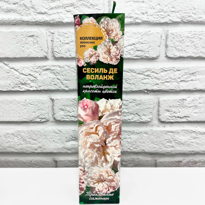 Роза японская СЕСИЛЬ ДЕ ВОЛЛАНЖ