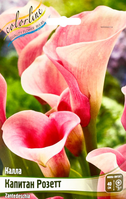 Калла Капитан Розетт (2шт)