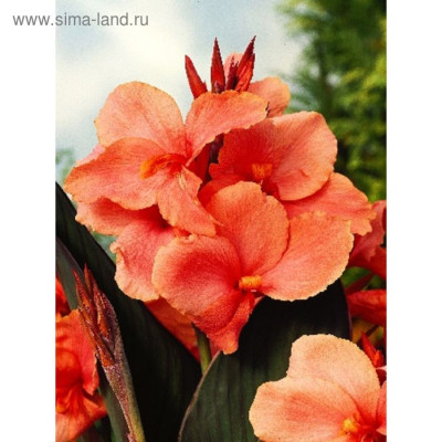 Канна Тироль зелен. (2шт)