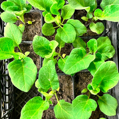 Рассада БАКЛАЖАНОВ