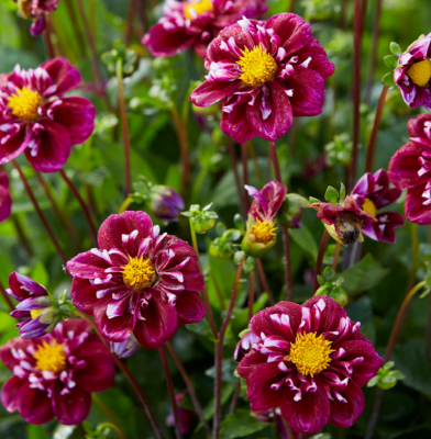 Георгин Импрешион Фантастико (1шт)