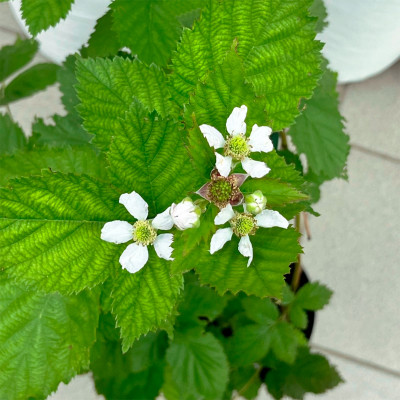 Ежевика Трипл Краун Тройная Корона (2)