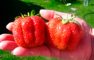 Земляника (Клубника) Хуан в стаканчике