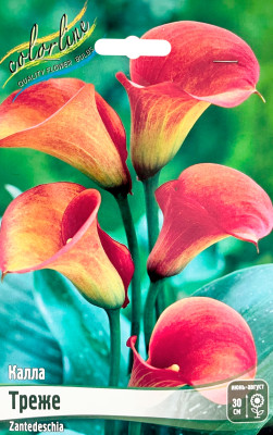 Калла Треже (2шт)