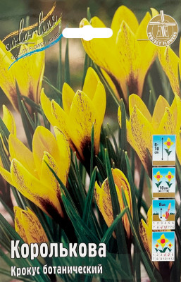 Крокус Королькова (10)