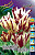 Тюльпан Флэминг Клаб (1шт) 3458