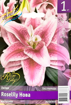 Лилия Нова (1шт)