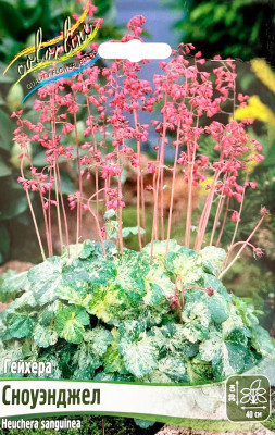 Гейхера Сноуэнджел (1шт)