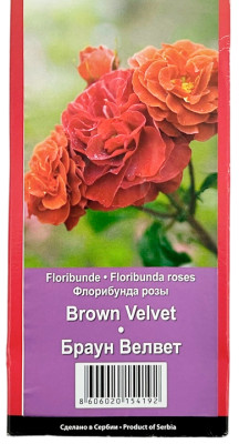 Роза флорибунда БРАУН ВЕЛВЕТ BROWN VELVET