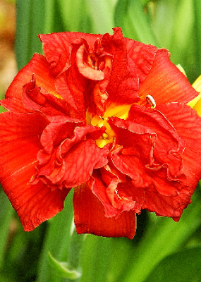 Лилейник Дабл Файркрекер (1шт)