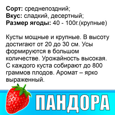 Земляника (Клубника) Пандора в стаканчике