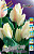 Тюльпан Альбион Стар мн. цв. (1шт) 3313