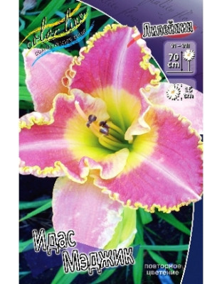 Лилейник Идас Мэджик (1шт) 4616