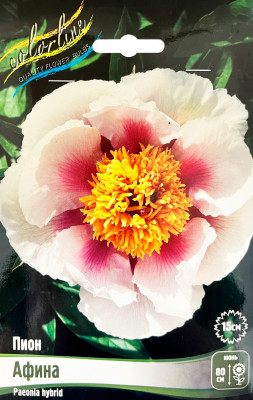 Пион Афина (1шт)