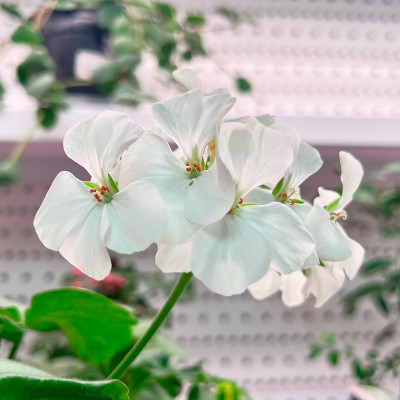 Пеларгония саженцы микс