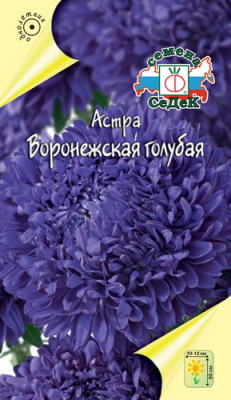 Астра Воронежская голубая (пионовидная)