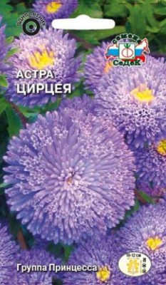 Астра Цирцея принцесса (голубая, трубчатая)